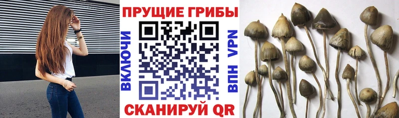 Галлюциногенные грибы MAGIC MUSHROOMS  Шуя 