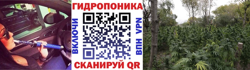 Бошки марихуана индика  Шуя 